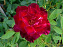 Paul Gauguin rose photo