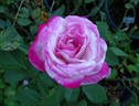 Paw Maw rose photo
