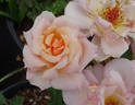 Pearlie Mae rose photo