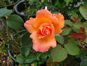 Pensioner's Voice rose photo