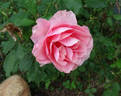 Penthouse rose photo