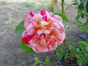 Perfume Tiger rose photo