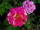 Perfume Tiger rose photo