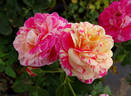 Perfume Tiger rose photo