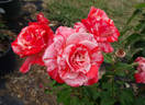 Philatelie rose photo