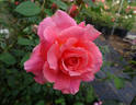 Picnic rose photo
