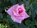 Picture rose photo