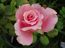 Pink Masterpiece rose photo