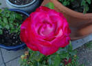 Pinnacle rose photo