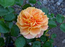 Prairie Sunrise rose photo