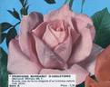 Princesse Margaret d'Angleterre rose photo