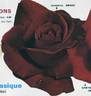 Josephine Bruce rose photo