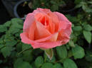Regatta rose photo
