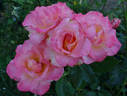 Rejoice rose photo