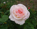 Renaissance rose photo