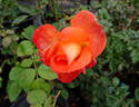 Robert Clements rose photo