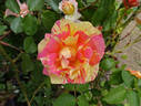Rose des Cisterciens rose photo