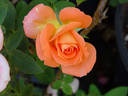 Rosemary Harkness rose photo