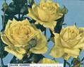 Yellow Hammer rose photo