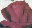 Lancome ™ rose photo