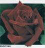 Exciting rose photo