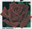 Ena Harkness rose photo