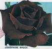 Josephine Bruce rose photo
