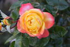 Yellow Surprise rose photo