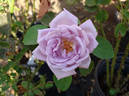 Sandra Renaissance ™ rose photo