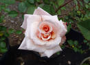 Serendipity rose photo