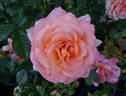 Seventh Heaven rose photo