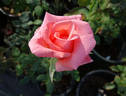 Sheer Joy rose photo