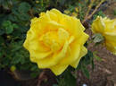 Shockwave™ rose photo