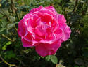 Showqueen rose photo