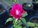 Silk Hat ™ rose photo