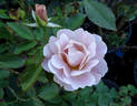 Silver Cloud rose photo