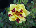 Simsalabim rose photo