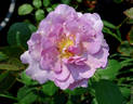 Singin' The Blues rose photo