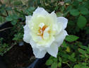 Sleigh Bells rose photo
