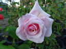 Souvenir du Président Carnot rose photo