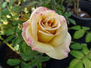 Stephen Rulo rose photo