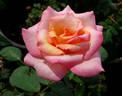 Straight Arrow ™ rose photo