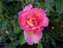 Summer Rainbow rose photo