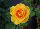 Sundance ™ rose photo