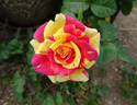 Swirly Pop rose photo