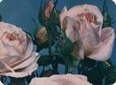 Kimono ® rose photo