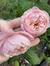 Chaucer rose photo