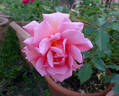 Taffeta rose photo