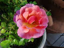 Tequila Supreme rose photo