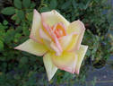 The Lady rose photo
